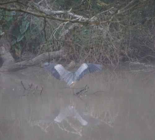 Blue heron wings, Margaret Simon