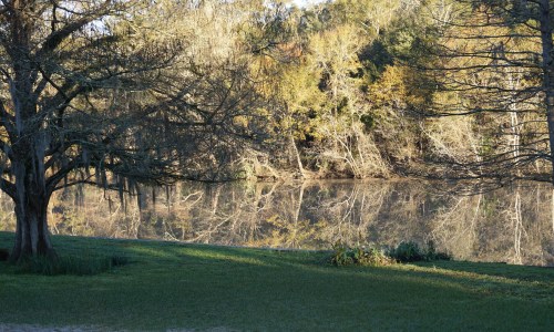 Bayou reflection, January.  by Margaret Simon