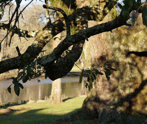 branches wide and open