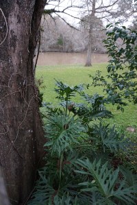 Peak through the old cypress to the brown bayou. 
