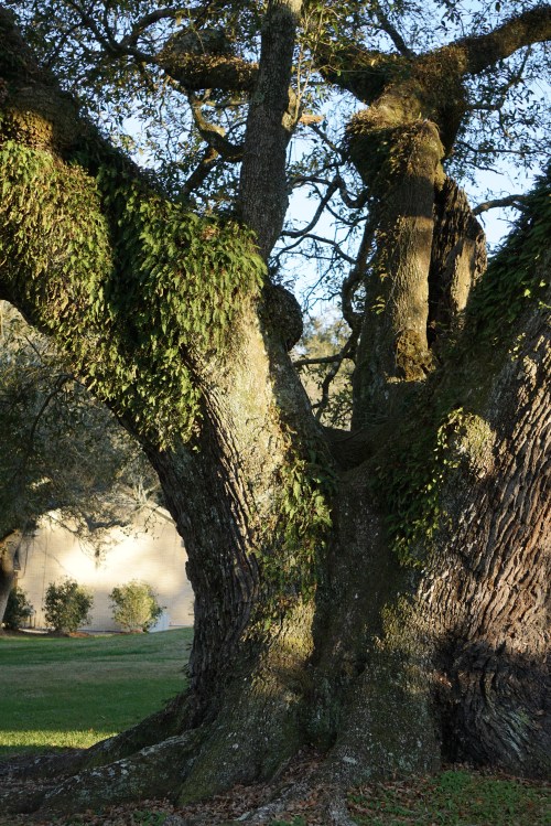She holds the weight of the world as gently as she holds a cardinal's nest. 