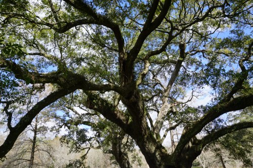 Live oak reaches out
