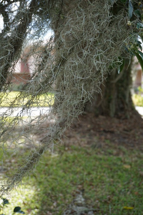 Moss delight: See the way the moss sways in the wind?