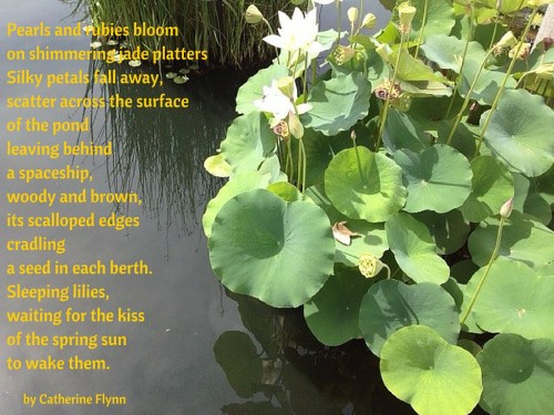 Photo and poem by Catherine Flynn, all rights reserved.