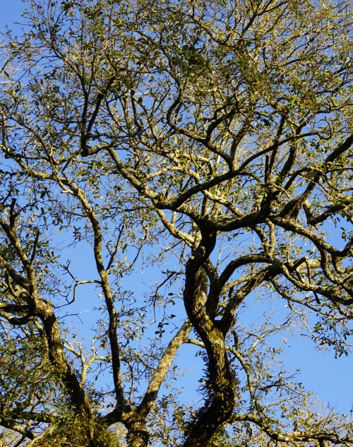 Branches high and small open to the blue of sky.
