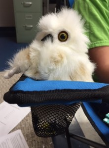 snowy owl stuffed