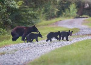 Photo by Kim Bayard.