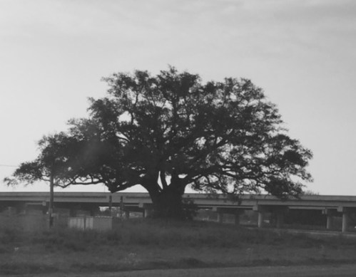 Mr. Al, an old oak near the highway