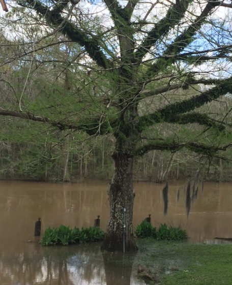 New growth on cypress.