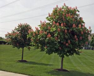 red buckeye mature