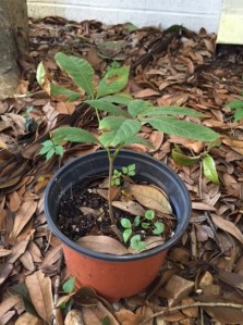red buckeye seedling
