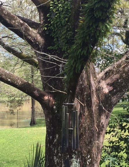 Resurrection fern on the old cypress.