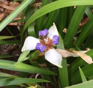 African iris