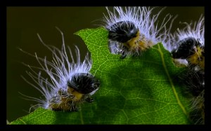 screenshot from the film Microcosmos by Jacque Perrin.