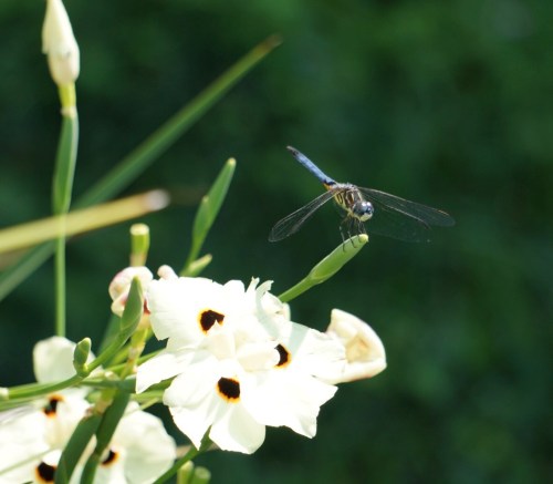 dragonfly eyes by Margaret Simon, all rights reserved