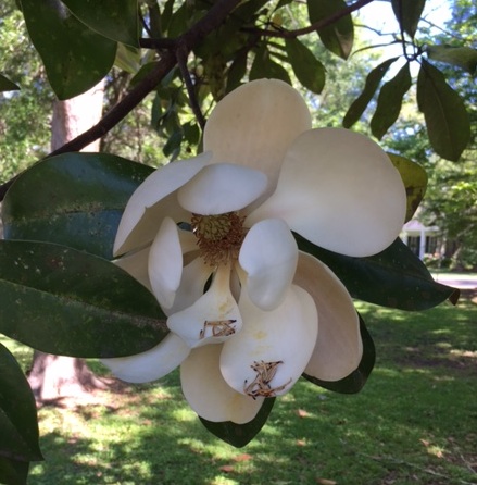 Magnolia