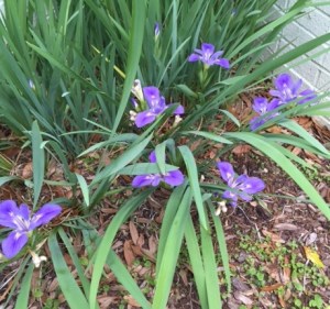 purple iris
