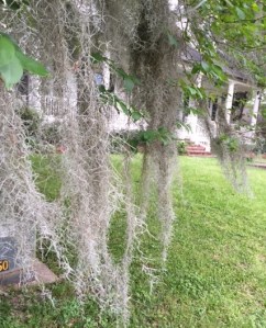 Spanish Moss 