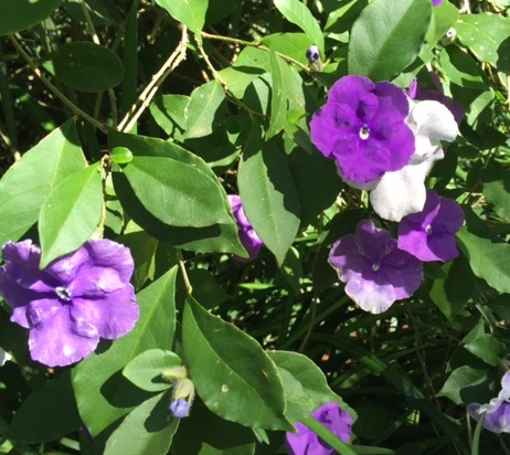 Yesterday, today, and tomorrow flowers