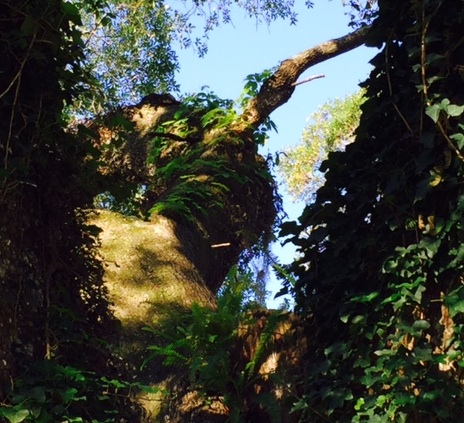 between the branches