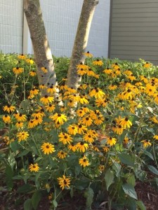 black-eyed Susans