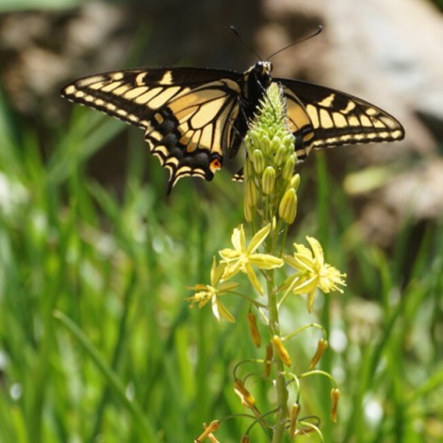 Photo by Kim Douillard