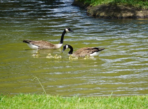Canada geese