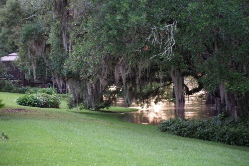 Bayou Sunspot by Margaret Simon