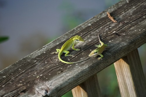 Lizard face-off by Margaret Simon