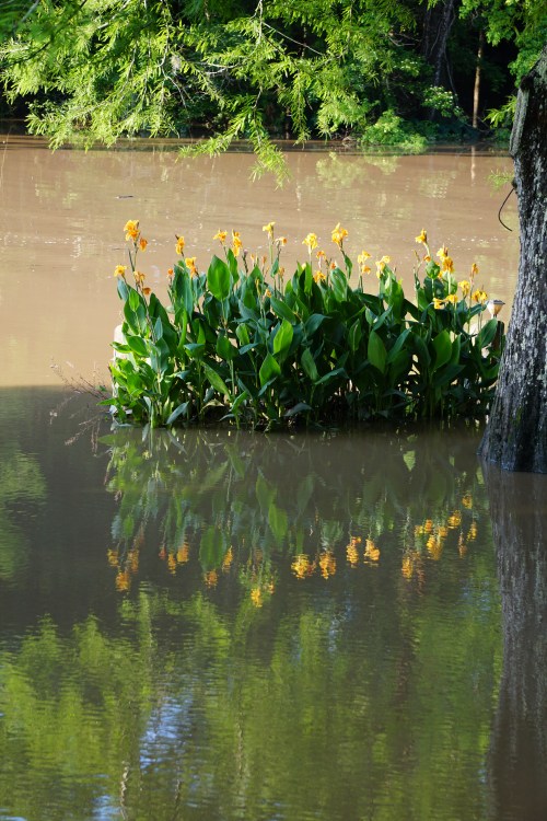 Reflections in the flood by Margaret Simon