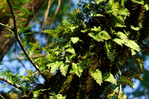 Resurrection Fern by Margaret Simon