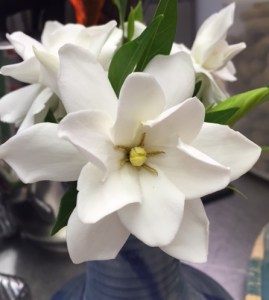 Gardenia, my favorite scent, a gift from my daughter from her boyfriend's yard. I wish it were scratch and sniff.