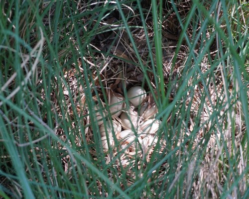 A mallard nest on the island.