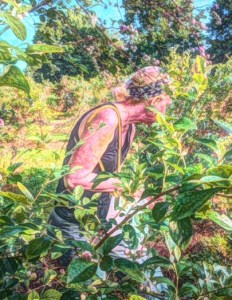 A Painteresque view of me picking blueberries.