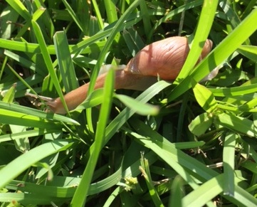 snail in grass