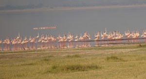 flamingoes