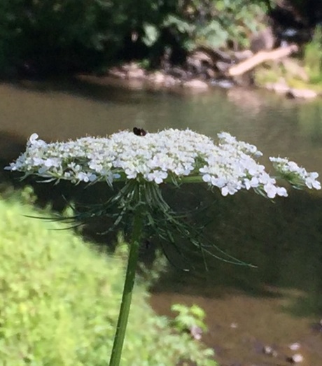 Queen Anne's Lace