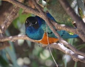 Splendid starling