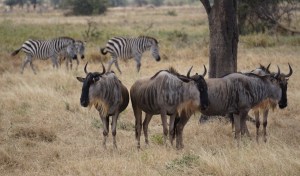 zebra with wildebeest