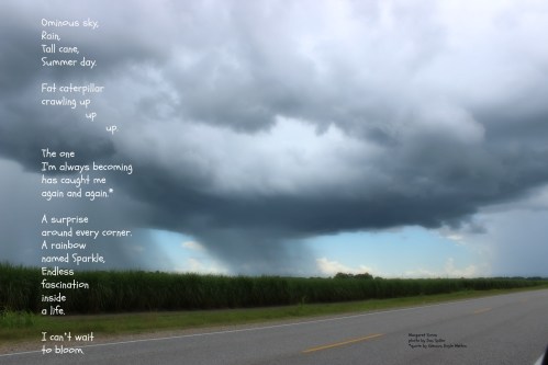 Photo by Dan Spiller.