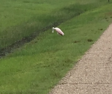 roadside spoonbill