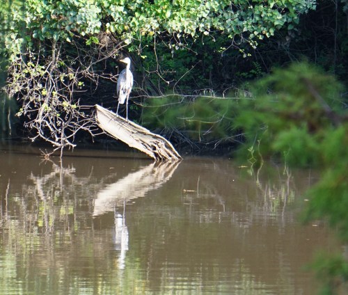 Bayou Teche blue heron, photo by Margaret Simon