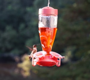 Hummingbird at the feeder in my backyard. Taken August 30th. Photo by Margaret Simon