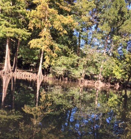 Cypress tree reflection