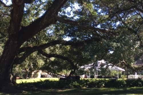 Peeking through the grandmother oak to the wedding prep next door.