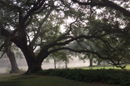 grandmother-oak-in-fog
