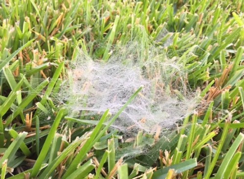 grass-web