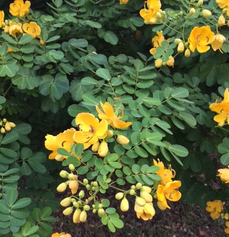 october-blooming-tree