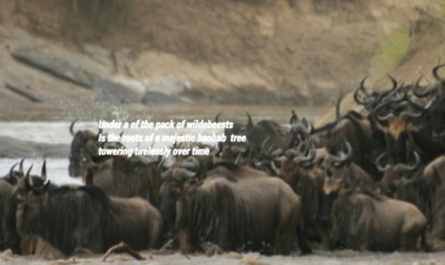 Andrew's slide features the wildebeests of the African savanna with a connection to the ancient boabab trees.