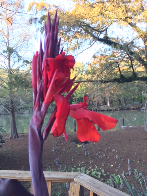 blooming-on-the-bayou